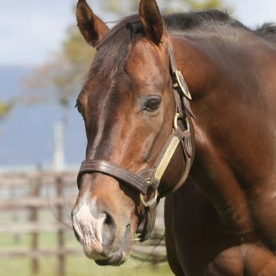 tukihorse2's profile picture. @tukihorse のサブ垢 🏇競馬一筋10年🏇【血統/トラックバイアス/レース映像/展開】からレースの勝ち馬を予想🖊️家系二郎系🍜サウナ温泉♨️スパ💆