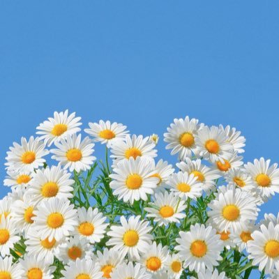 pint_sized_sun's profile picture. 28. Bi. She/They. Mom x 2