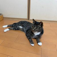 吾輩はチコである (@slevm8) 's Twitter Profile