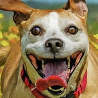BoomBoomJenkins (@jenkinsboom) 's Twitter Profile