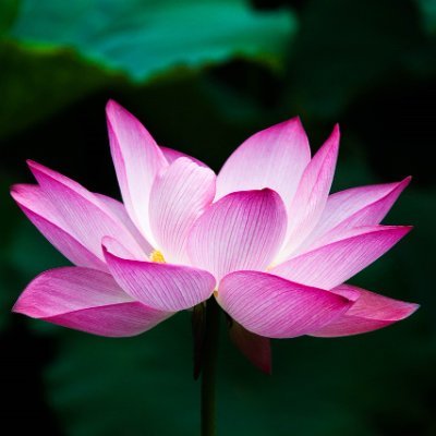 MarycampbeUSA's profile picture. The official voice of reason.