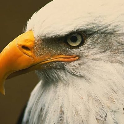 llastconqueror's profile picture.