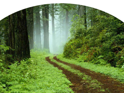 Our Foundation works to educate the public about the need for safety & environmental health in our forest lands. #environment #safety