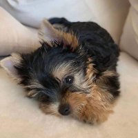 Regina Boloni (@reginaboloni) 's Twitter Profile