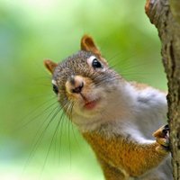 🐿️ CosasDeRojos - viva 🇪🇸 🇮🇱! 🍀 Y MARGINAL (@cosasrojos) 's Twitter Profile Photo 🐿️ CosasDeRojos - viva 🇪🇸 🇮🇱! 🍀 Y MARGINAL (@cosasrojos) 's Twitter Profile Photo