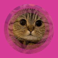 Sinh Trần DackieSwap (@sinhtran19998) 's Twitter Profile