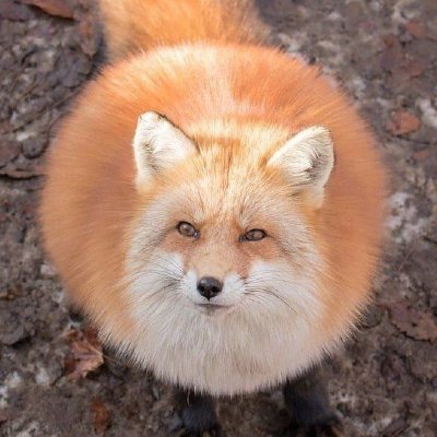 hato the Fox 🦊🔞さんのプロフィール画像