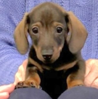 SausageSmiles's profile picture. Born 3/13/2024 ❤️

Named after America's Dog: 
Smiles ❤️