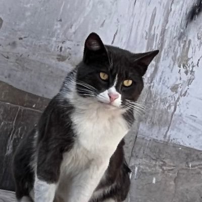 AshezWithZ's profile picture. Tired of all this nonsense.