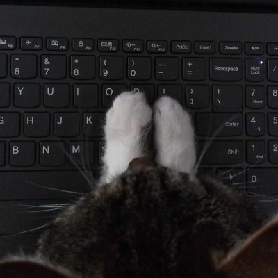 typing_duck1's profile picture. 