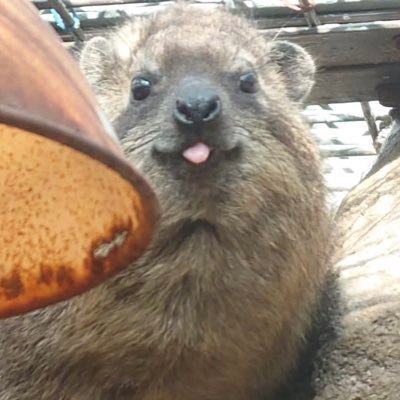 ☆wacca lover, mai mai enthusiast, ddr watcher ☆hyrax hooligan