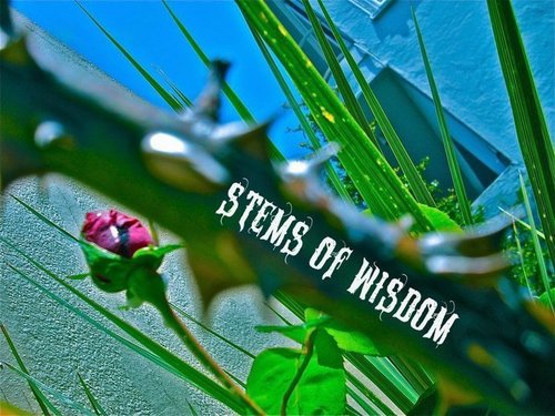 STEMSofWISDOM's profile picture. #Electro #mashups #streetsinthesky #metaphysical #wise #bayarea  #higherlearning #rodzilla  @zillasf @swollcatmatt