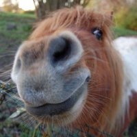 horse reactions (@horsereact) 's Twitter Profile Photo horse reactions (@horsereact) 's Twitter Profile Photo