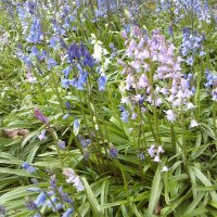 Hodge Hill Clean and Green (@hodgehillclean) 's Twitter Profile Photo Hodge Hill Clean and Green (@hodgehillclean) 's Twitter Profile Photo