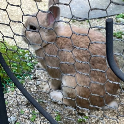 WARjrfTLdmCoshh's profile picture. 