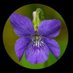 Thelnebriati♀️💚🤍💜 Profile picture