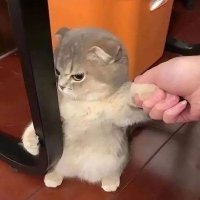 GameHasbiland's profile picture. hello wir