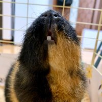 フクちゃん&マメちゃん (@fuku_marmot) 's Twitter Profile Photo フクちゃん&マメちゃん (@fuku_marmot) 's Twitter Profile Photo
