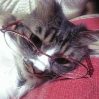 Maksi (@v1enstaffmain) 's Twitter Profile