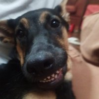 japonesa dos seios (@iara_lll) 's Twitter Profile Photo japonesa dos seios (@iara_lll) 's Twitter Profile Photo