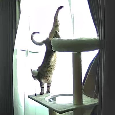 ume38_matsubu's profile picture. 2023.03.30～ベンガル猫まつぶと暮らし始める 渋くて目つきの悪い甘えん坊男子 🐈‍⬛まつぶ(ベンガル)🎂2023.01.21 ブラックシルバースポテッドタビー  新入り🐈‍⬛しじみ(トイガー)🎂2025.08.01 ブラウンスポテッドタビー  時々飯テロ有り