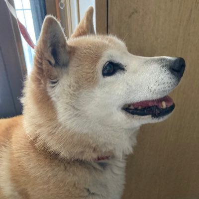 琉球さんのプロフィール画像