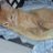 reneeking1901's profile image