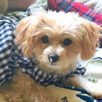 Ichi_webフリーランス (@1web0506) 's Twitter Profile