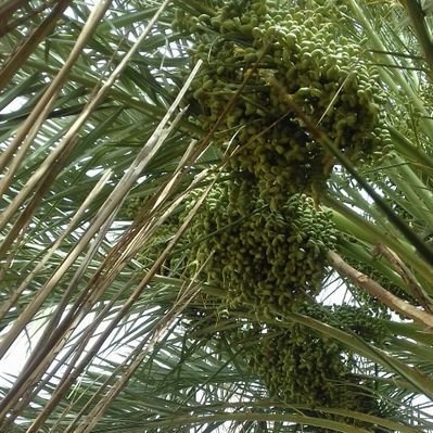 agreeable827410's profile picture. FC EREN