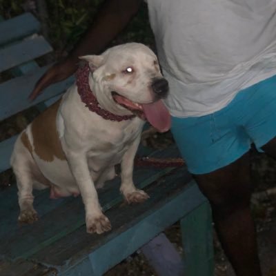 NA_TOPfeeder's profile picture. i am Rudy from jamaica,