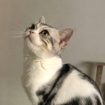 PhD in CS at UC Irvine (she/her); avatar=my cutest cat; https://t.co/vidoua8VNg
