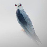 ابو ثور الشامي - الحساب الثالث (@3_adm245) 's Twitter Profile