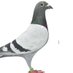 Racer Pigeon & FarmHouse (@NewsSportsTV1) Twitter profile photo