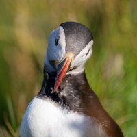 Wandering Shetland (@wandershetland) 's Twitter Profile