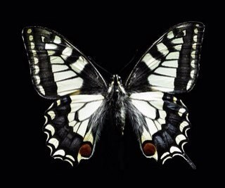 KBaureko's profile picture. 