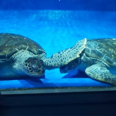 エリス,リリス,はちみつ紅茶,ましろ,ｼﾞｼﾞ(・灬・)ﾛｱ
しないだろうけど一応…AI学習、無断転載禁止