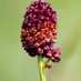 Floodplain Meadows Partnership (@floodplainmead) Twitter profile photo Floodplain Meadows Partnership (@floodplainmead) Twitter profile photo