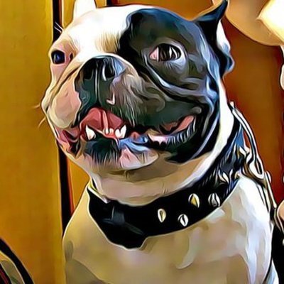 | $LINK Marine ⬆️ | $BTC Hodler 💪 | And French Bulldogs are NOT Ugly they are BEAUTIFUL Dogs!