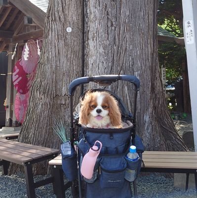 krms0302's profile picture. キャバリア

2020.10.31生まれの女の子です🐶
