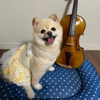 イチカワ🎻🦊🎻(@toritozzo0202) 's Twitter Profile Photo