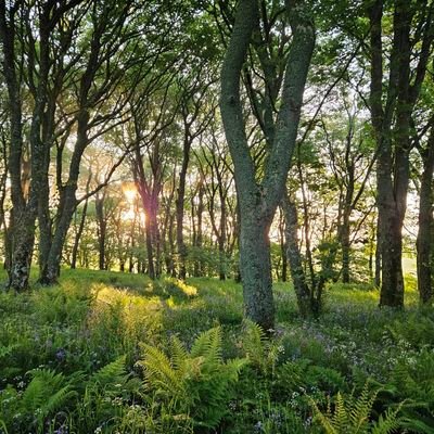 Starling44's profile picture. 