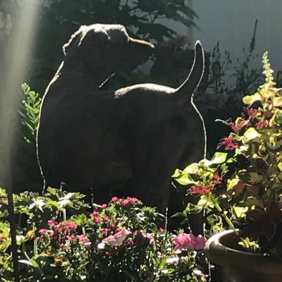 reneesharpe789's profile picture. 