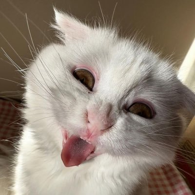 おはようねこさん。さんのプロフィール画像
