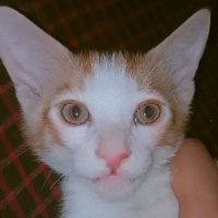 रागा_का फैन__ banEVM (@saiff198) 's Twitter Profile