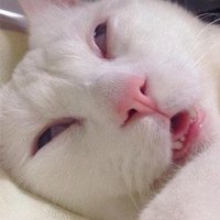 AlexZamKham (@alex_kham68) 's Twitter Profile