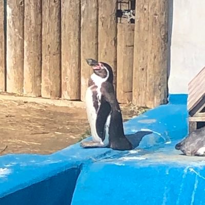 ma_printemps's profile picture. 円谷特撮,映画,小説,星野源,ゲームなどが好きです/SCP-JPサイトメンバー(ID:ma_printemps)