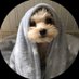 コロン🐶🍬 (@coro_ore) Twitter profile photo コロン🐶🍬 (@coro_ore) Twitter profile photo