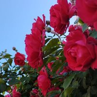 Ayşe Gül (@_kale_sahin) Twitter profile photo
