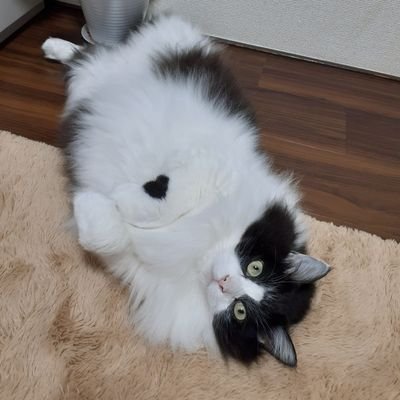 すず (@FlLLx4tmkGvXEZ4) / Posts / X