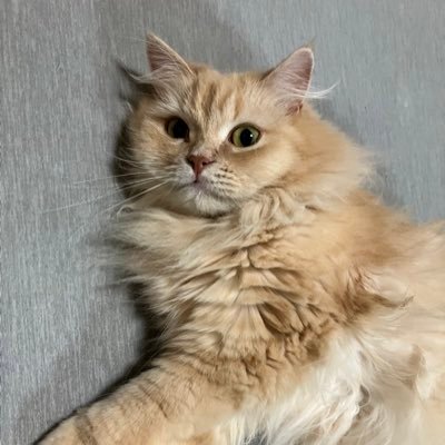 ririha22660262's profile picture. 宗教2世離脱中。創価学会と公明党が消えてなくなりますように。音楽関係、アパレル、教育委員会とブレブレの職歴。現在は洋服や雑貨、アクセサリーを製作しています。